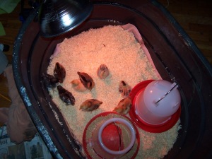 In the brooder as chicks